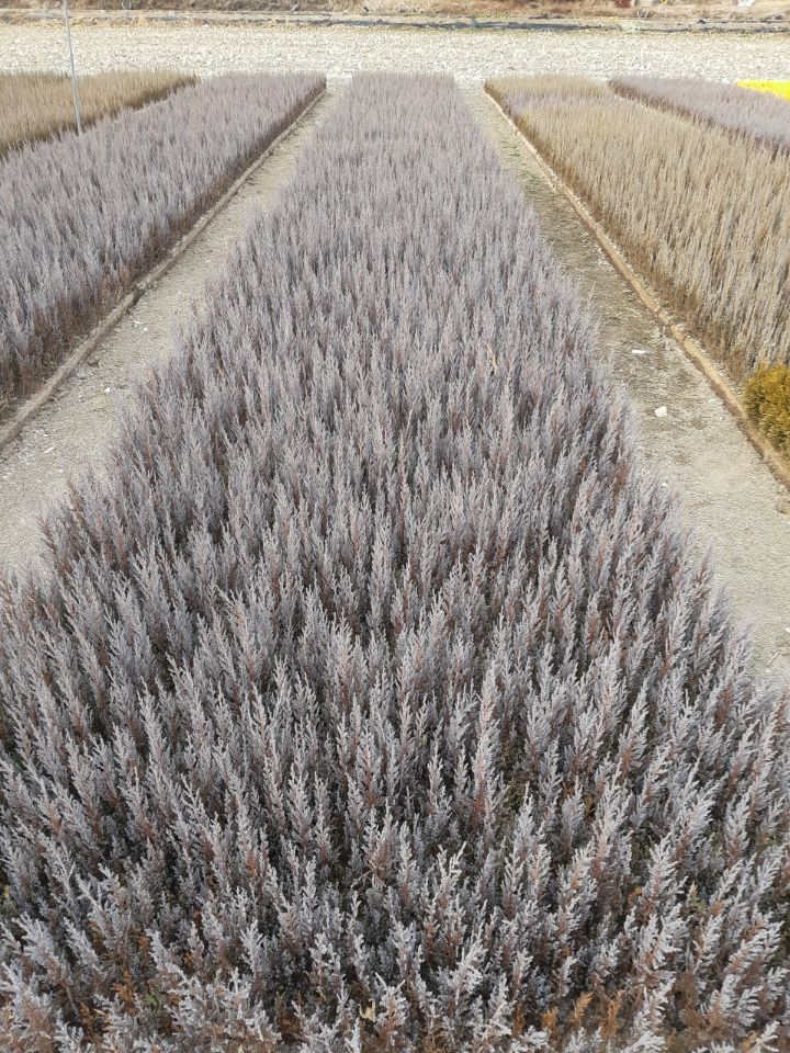 장터 상품 [각종삽목및 포트묘종] 썸네일