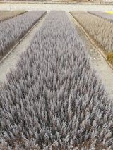 팜모닝 · 게시글 이미지