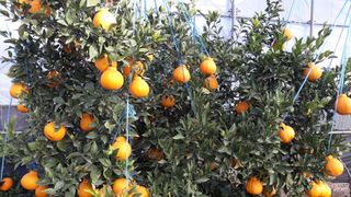 호호농장님의 귤 · 일상 작성글 사진