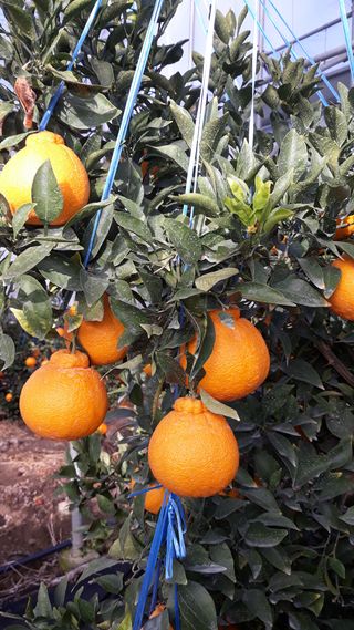 호호농장님의 귤 · 일상 작성글 사진