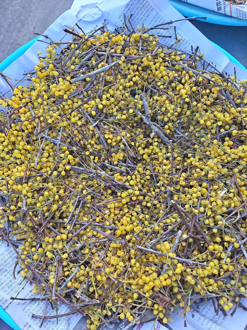 장터 상품 [꼬리겨우살이] 썸네일