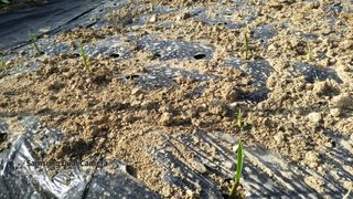 한밭골님의 마늘 · 병해충상담 작성글 사진