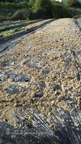 팜모닝 마늘·병해충상담 게시글 이미지