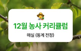 매실 농사도우미님의 매실 · 농사길잡이 작성글 사진