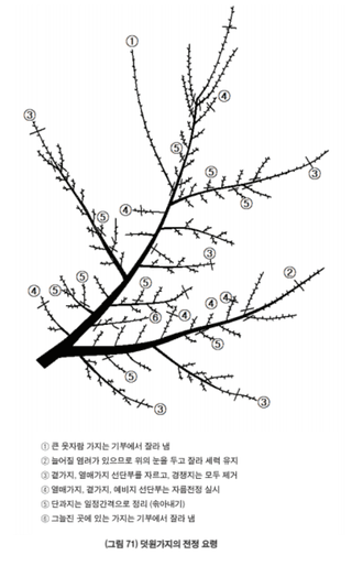 매실 농사도우미님의 매실 · 농사길잡이 작성글 사진