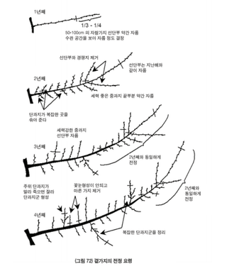 매실 농사도우미님의 매실 · 농사길잡이 작성글 사진