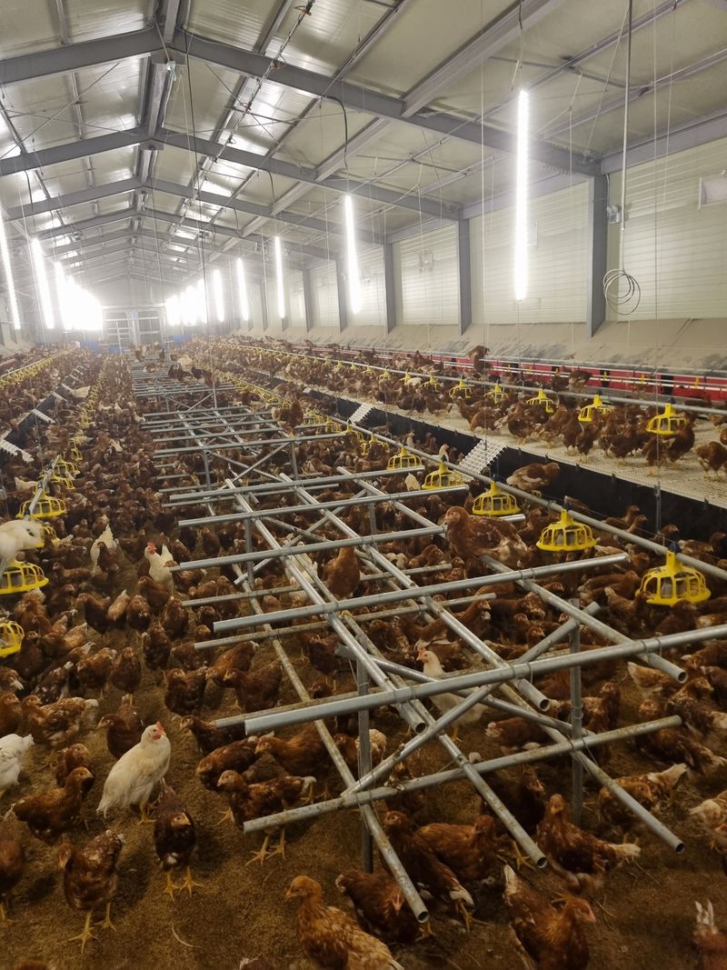 신지우님의 장터 판매 상품 [맛있는유정란 40구] 첨부 사진