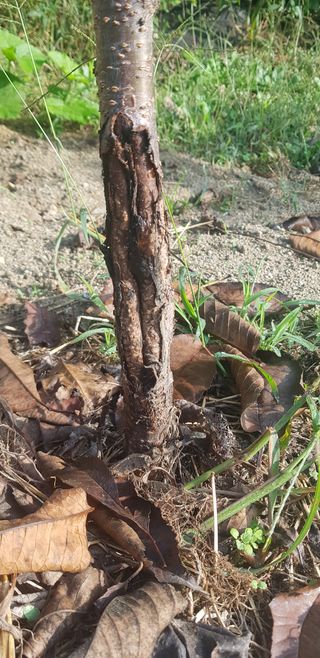 성주에있다님의 기타작물 · 병해충상담 작성글 사진