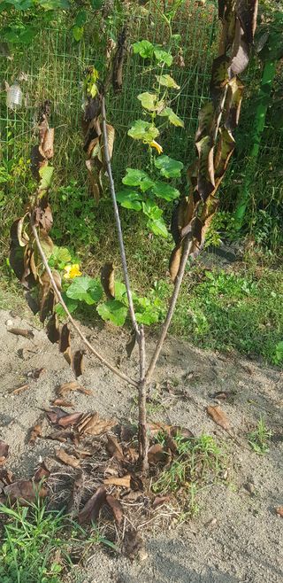 성주에있다님의 기타작물 · 병해충상담 작성글 사진