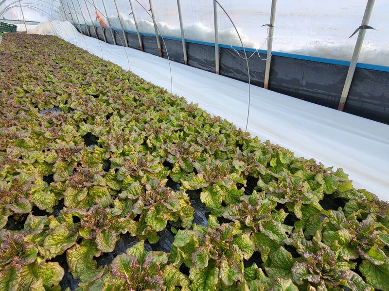 장터 상품 [적상추 4kg ] 썸네일