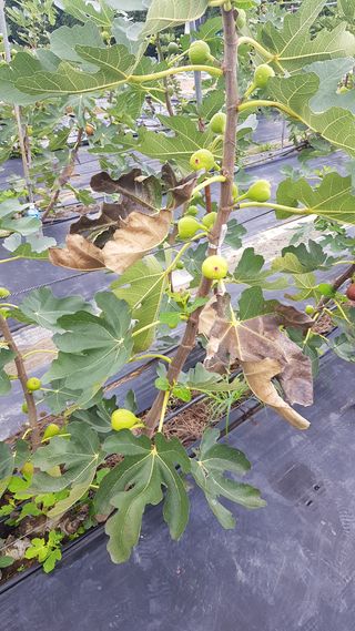 농민님의 기타작물 · 병해충상담 작성글 사진