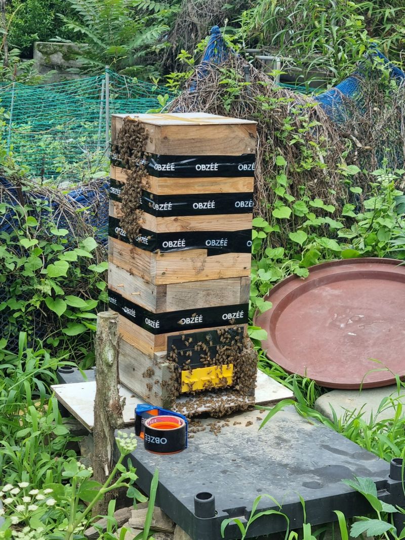 일향 님의 장터 판매 상품 [토종벌꿀 1.2 kg[판매완료]] 첨부 사진