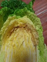 팜모닝 배추·수확 게시글 이미지