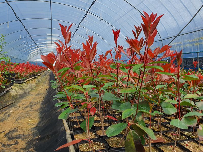 강진묘목농원님의 장터 판매 상품 [레드로빈(홍가시), 황금사철 털이묘,포트묘] 첨부 사진