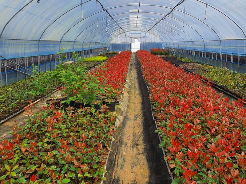 장터 상품 [레드로빈(홍가시), 황금사철 털이묘,포트묘] 썸네일