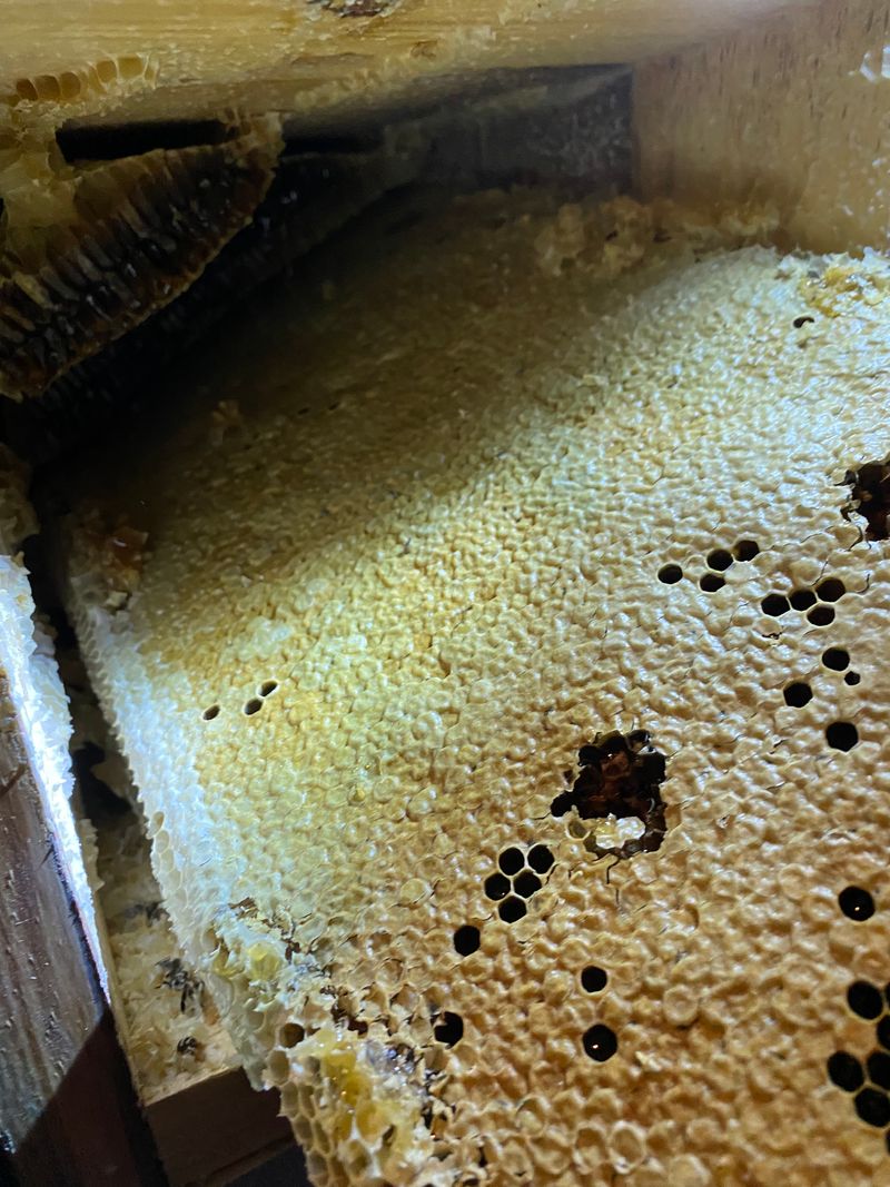 지동율님의 장터 판매 상품 [강원도 홍천 토종 한봉꿀 판매합니다] 첨부 사진