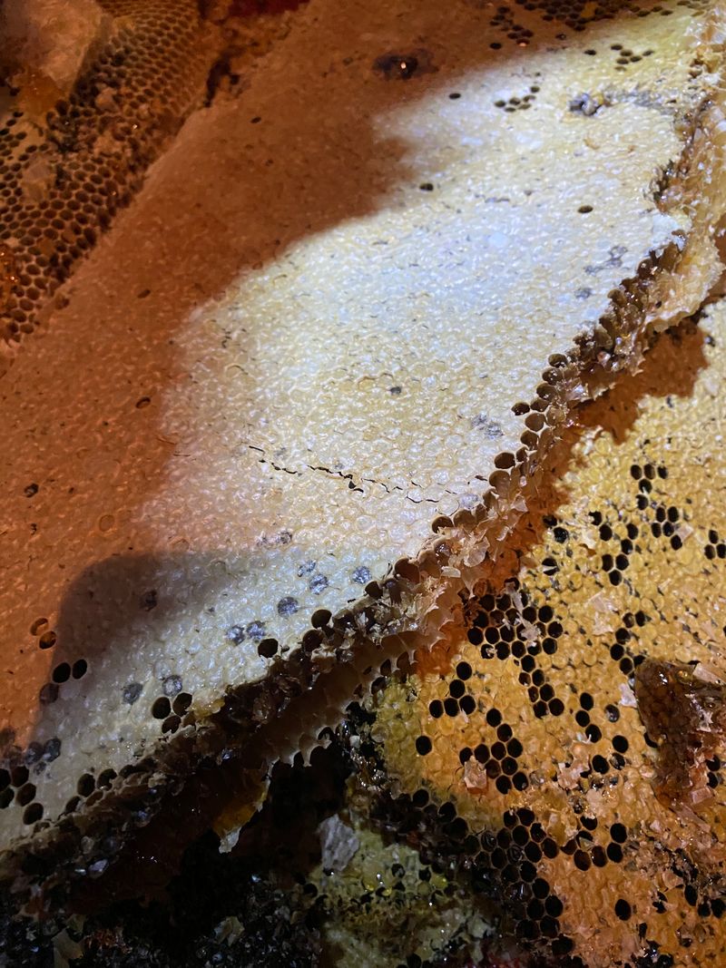 지동율님의 장터 판매 상품 [강원도 홍천 토종 한봉꿀 판매합니다] 첨부 사진