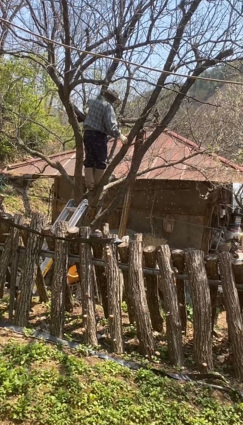 지동율님의 장터 판매 상품 [강원도 홍천 토종 한봉꿀 판매합니다] 첨부 사진