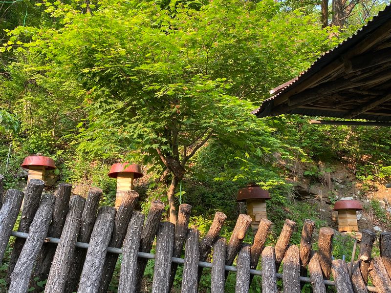 지동율님의 장터 판매 상품 [강원도 홍천 토종 한봉꿀 판매합니다] 첨부 사진
