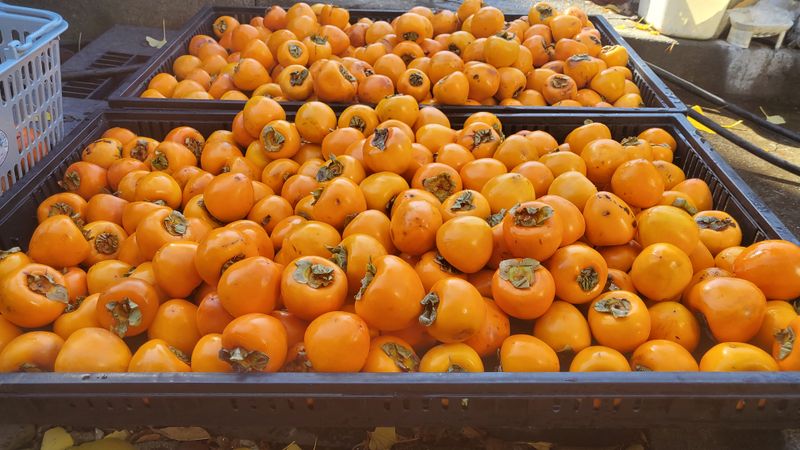 권혜전님의 장터 판매 상품 [감말랭이 1키로 ] 첨부 사진