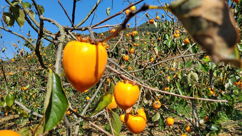권혜전님의 장터 판매 상품 [감말랭이 1키로 ] 첨부 사진