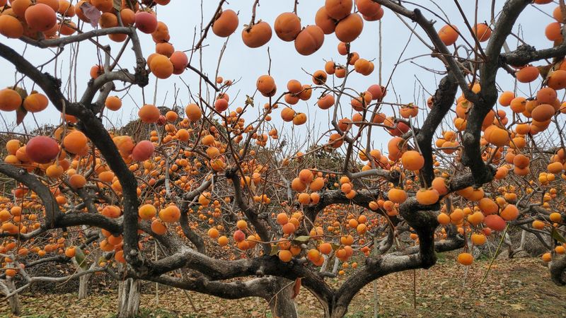 권혜전님의 장터 판매 상품 [감말랭이 1키로 ] 첨부 사진