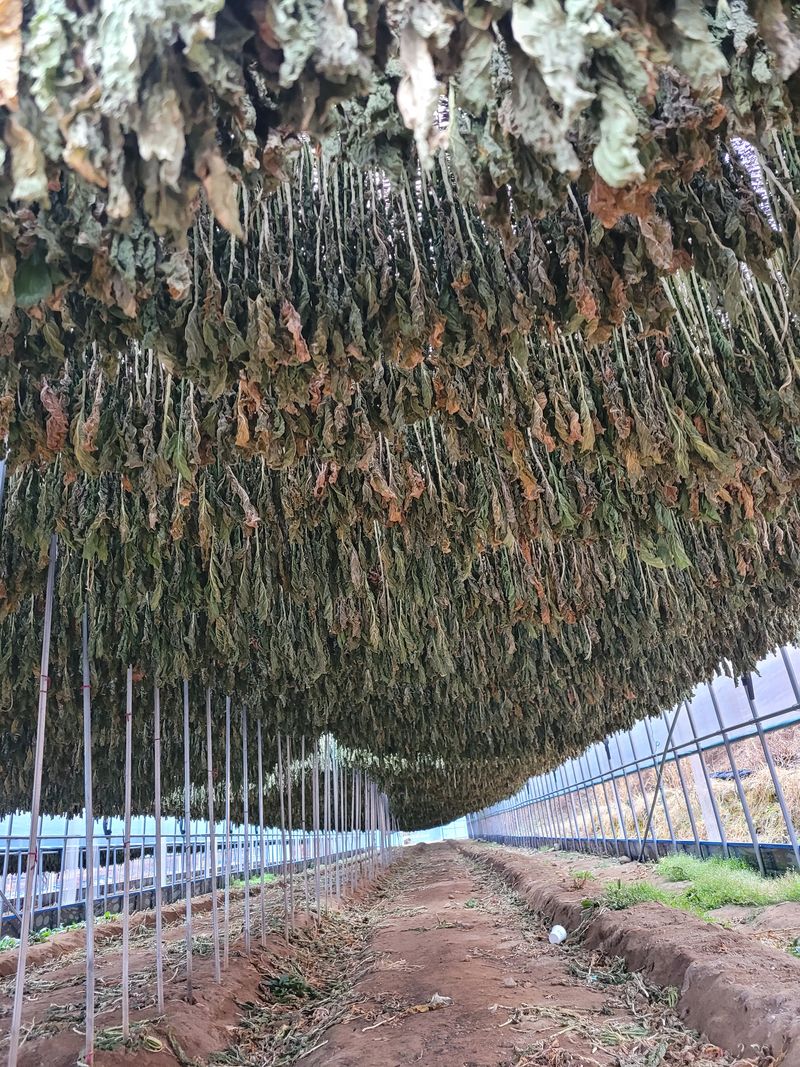 해안 펀치볼 시래기님의 장터 판매 상품 [햇 시래기] 첨부 사진