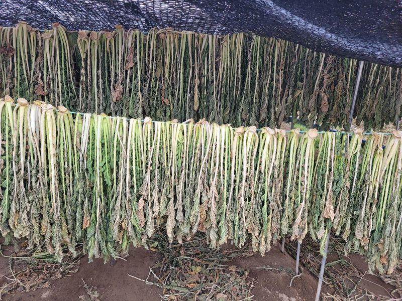 해안 펀치볼 시래기님의 장터 판매 상품 [햇 시래기] 첨부 사진