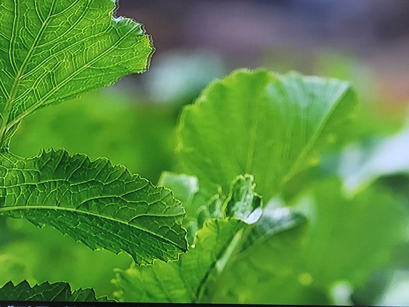 장터 상품 [햇 시래기] 썸네일