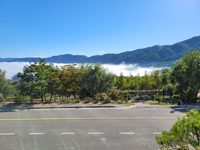 해안 펀치볼 시래기님의 장터 판매 상품 [햇 시래기] 첨부 사진