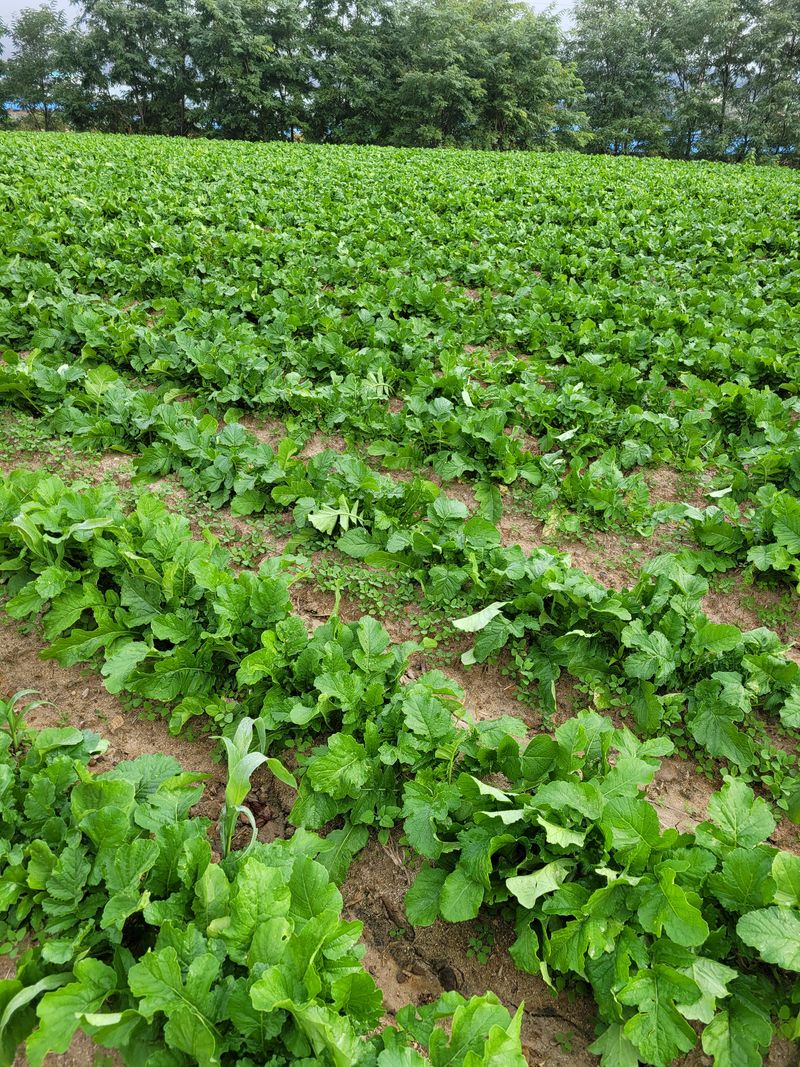 해안 펀치볼 시래기님의 장터 판매 상품 [햇 시래기] 첨부 사진