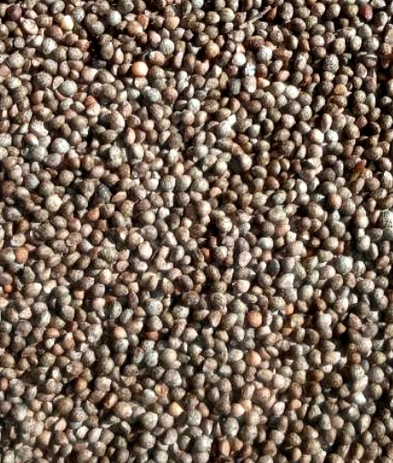 장터 상품 [2022년산 들깨 250kg] 썸네일