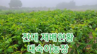 조병대님의 기타작물 · 자유게시판 작성글 사진