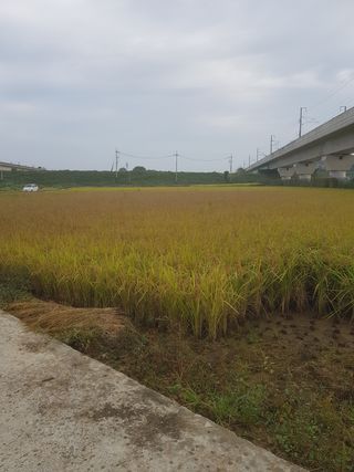 박정환님의 기타작물 · 병해충상담 작성글 사진