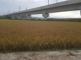 박정환님의 기타작물 · 병해충상담 작성글 사진