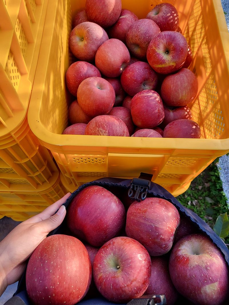 장터 상품 [ ☃️  겨울 부사 달콤한 🍎 ] 썸네일