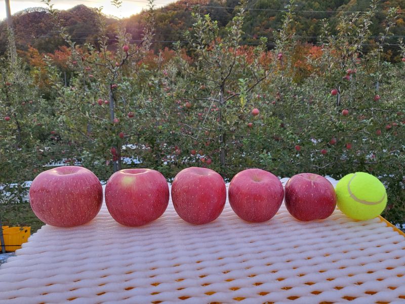김주영님의 장터 판매 상품 [ ☃️  겨울 부사 달콤한 🍎 ] 첨부 사진