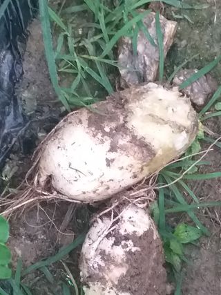 김송규님의 배추 · 병해충상담 작성글 사진