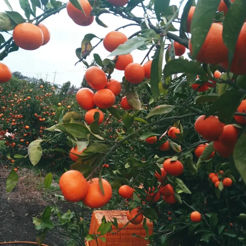 대정골귤꽃농원님의 장터 판매 상품 [혼합 노지귤 15키로] 첨부 사진