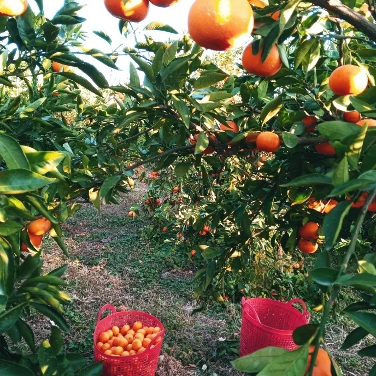대정골귤꽃농원님의 장터 판매 상품 [혼합 노지귤 15키로] 첨부 사진