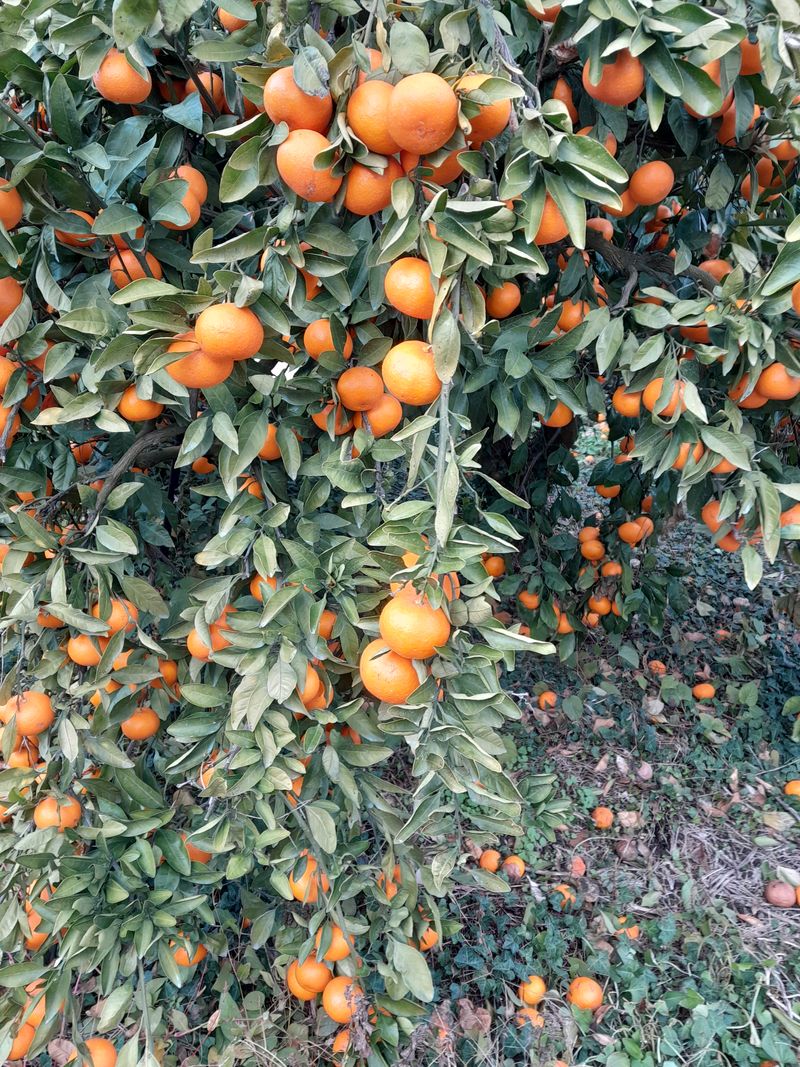 대정골귤꽃농원님의 장터 판매 상품 [혼합 노지귤 15키로] 첨부 사진