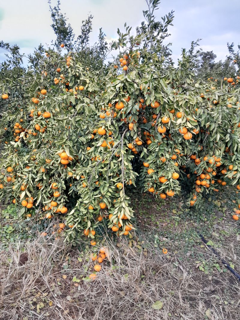 대정골귤꽃농원님의 장터 판매 상품 [혼합 노지귤 15키로] 첨부 사진