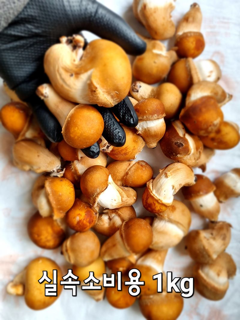 지리산그대로팜님의 장터 판매 상품 [참송이버섯(자연산송이 맛) 실속형/미니 혼합 할인판매 ] 첨부 사진