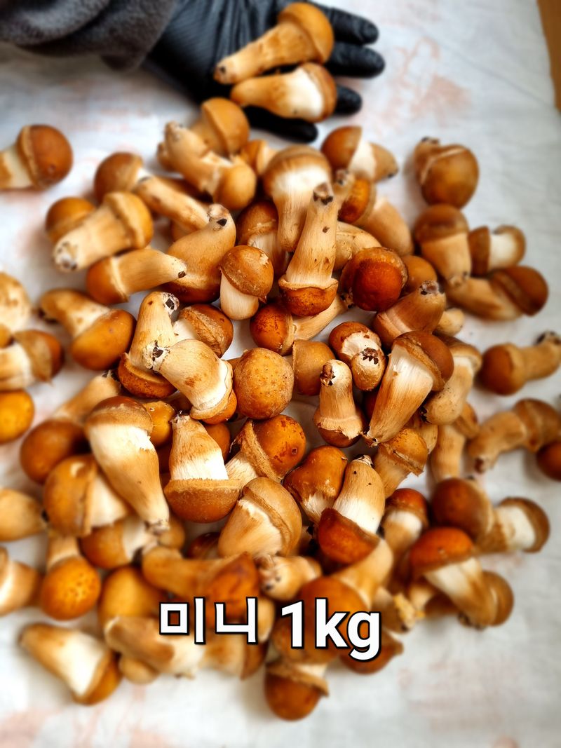 지리산그대로팜님의 장터 판매 상품 [참송이버섯(자연산송이 맛) 실속형/미니 혼합 할인판매 ] 첨부 사진