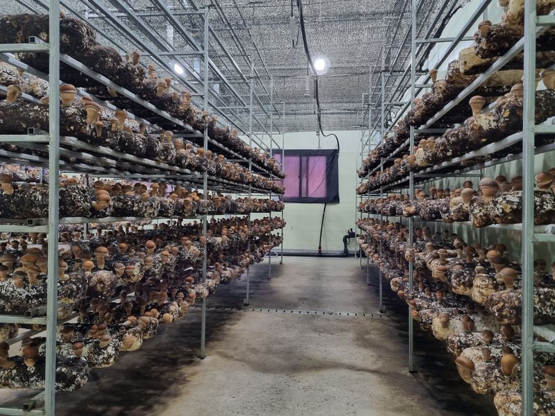 지리산그대로팜님의 장터 판매 상품 [참송이버섯(자연산송이 맛) 실속형/미니 혼합 할인판매 ] 첨부 사진