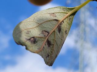하루방님의 감 · 병해충상담 작성글 사진