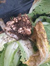 팜모닝 배추·병해충상담 게시글 이미지