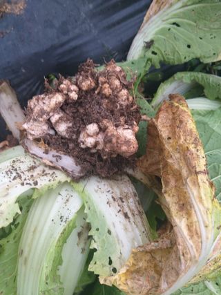 김송규님의 배추 · 병해충상담 작성글 사진