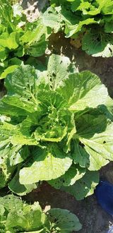 팜모닝 배추·병해충상담 게시글 이미지