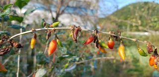 구기자탄저병농약님의 기타작물 · 병해충상담 작성글 사진